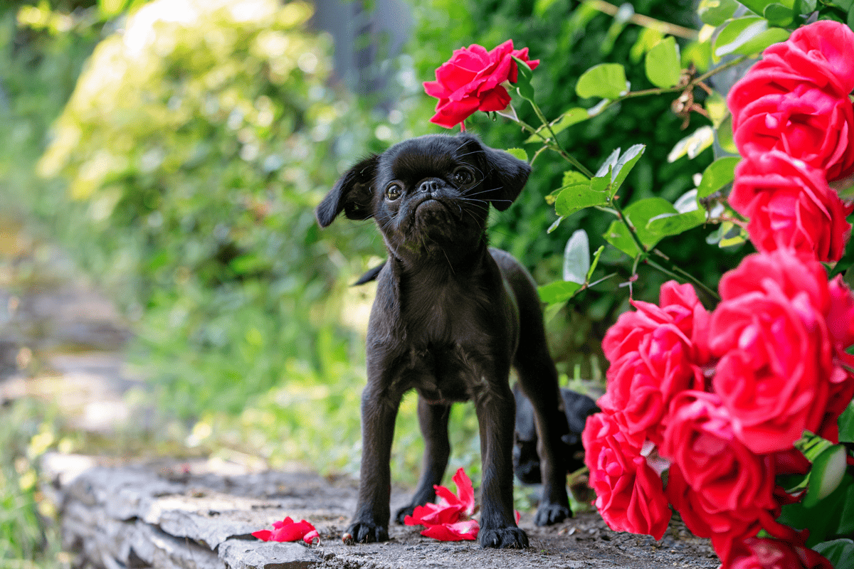 Photographe Chien Angers