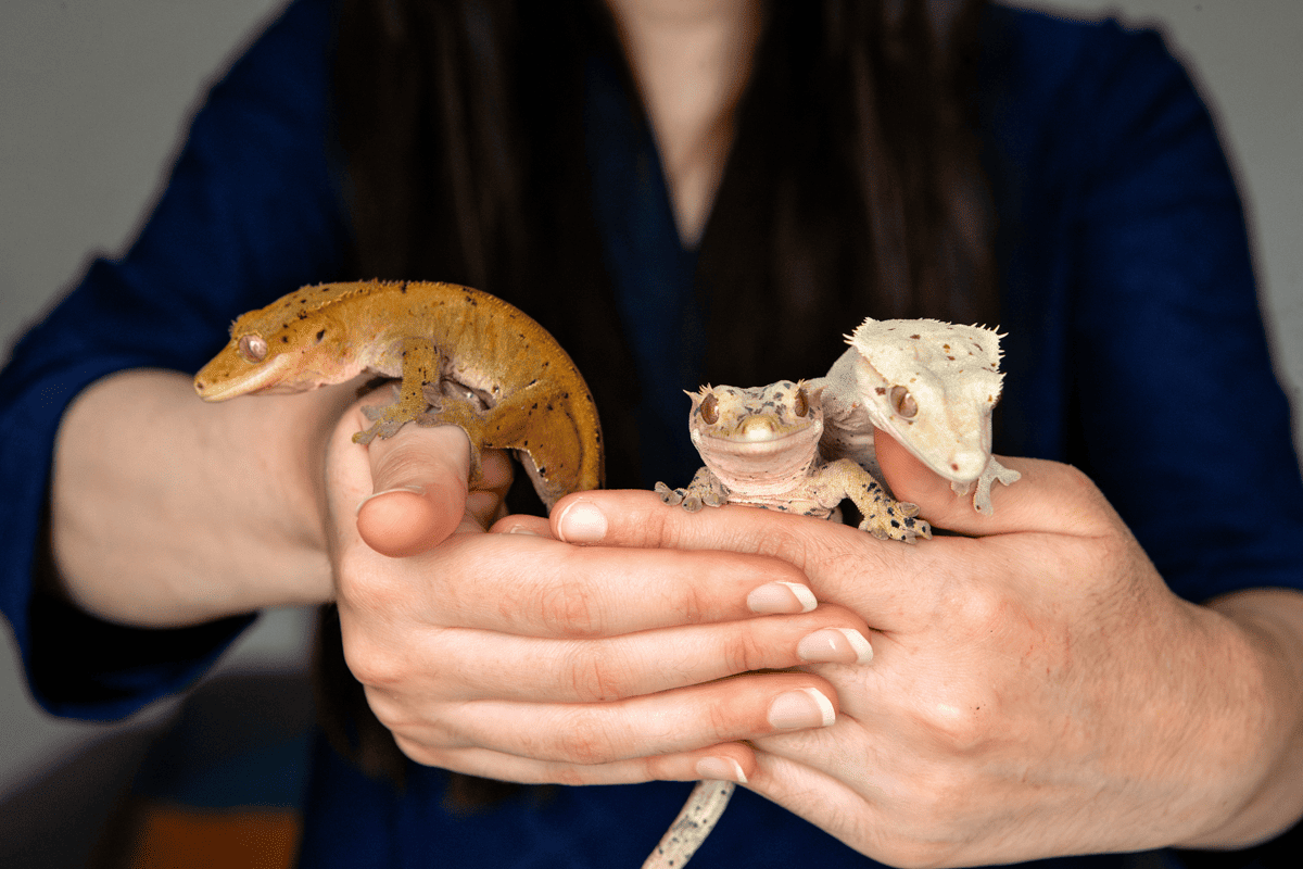 Photographe Reptiles